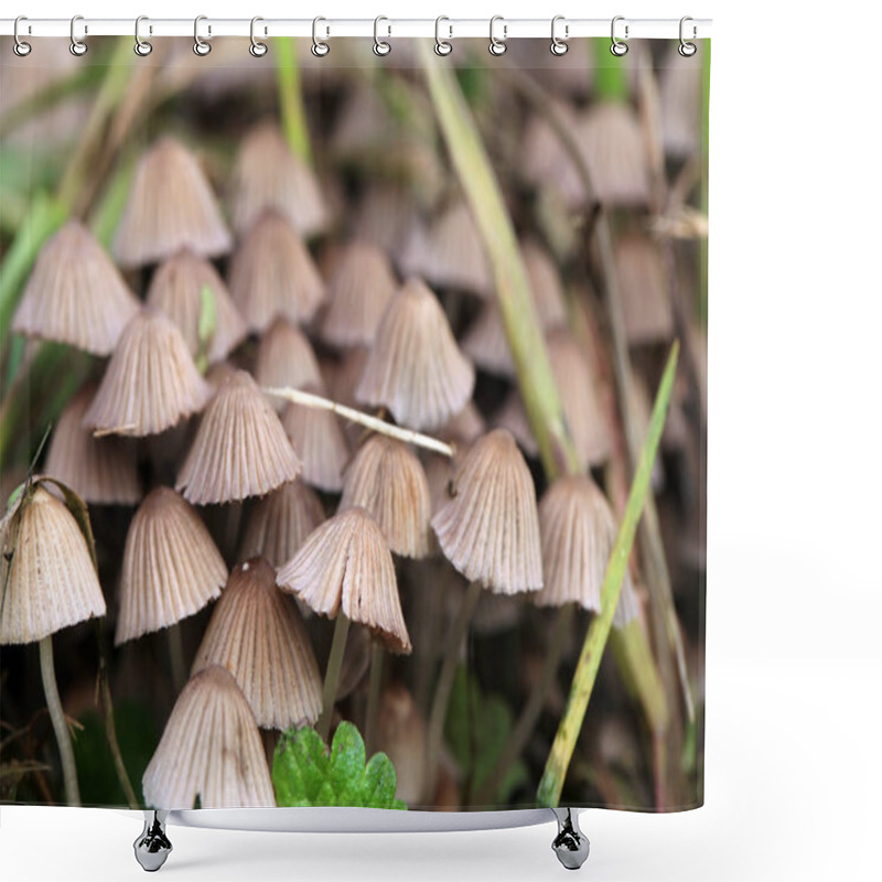 Personality  A Group Of Hallucinogenic Mushrooms Growing Wild In A Forest Meadow. Illegal Psyhotropic Substance. Macro Photography Shower Curtains