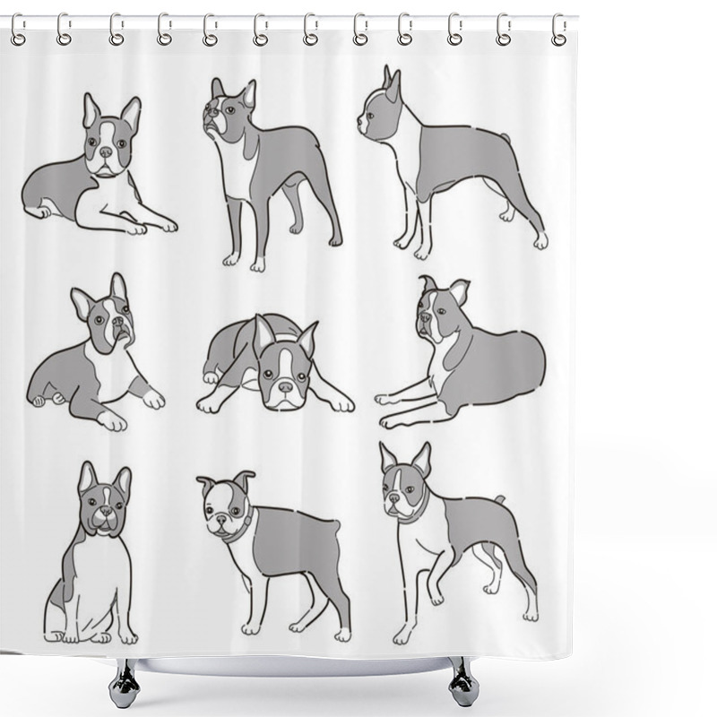 Personality  Vector Illustration Of Domestic Dog Boston Terrier Breed, Icons Set Shower Curtains