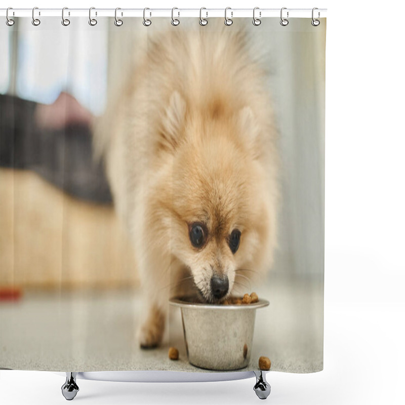 Personality  Mealtime In Pet Hotel, Loveable And Fluffy Pomeranian Spitz Eating Tasty Doggy Meal From Bowl Shower Curtains