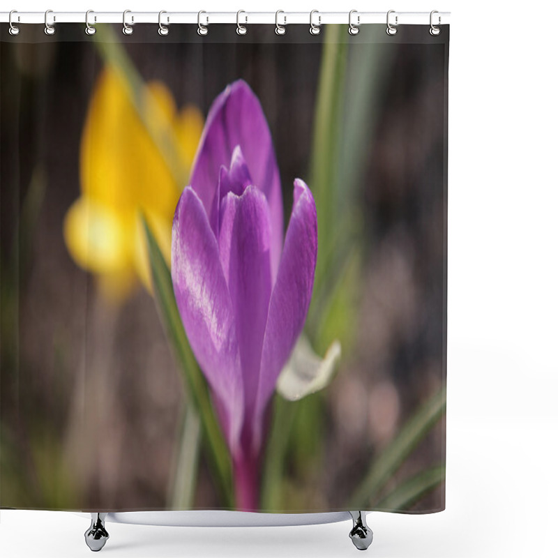 Personality  Crocus Spring Flower  Shower Curtains