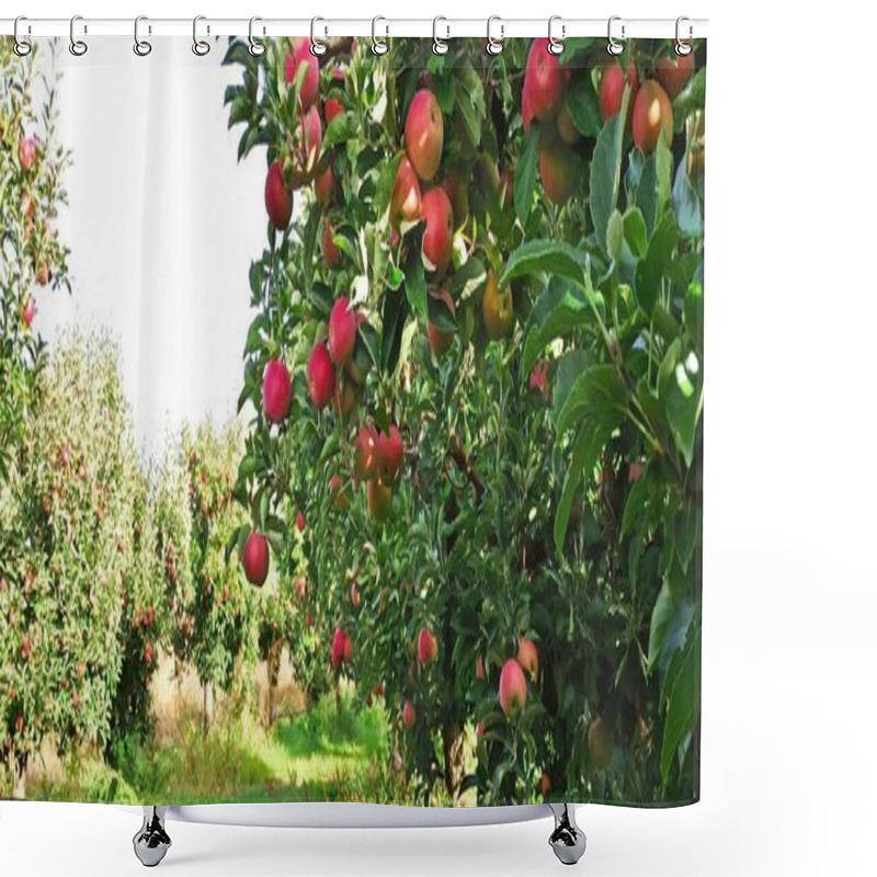 Personality  Apple Trees In An Orchard, With Red Apples Ready For Harvest Shower Curtains