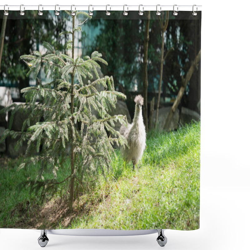 Personality  A Young Domestic Bird, Hen, Chicken Wanders Through A Lush Green Space, Surrounded By Small Trees. Natural Light Illuminates The Scene, Creating A Serene Atmosphere. High Quality Photo Shower Curtains