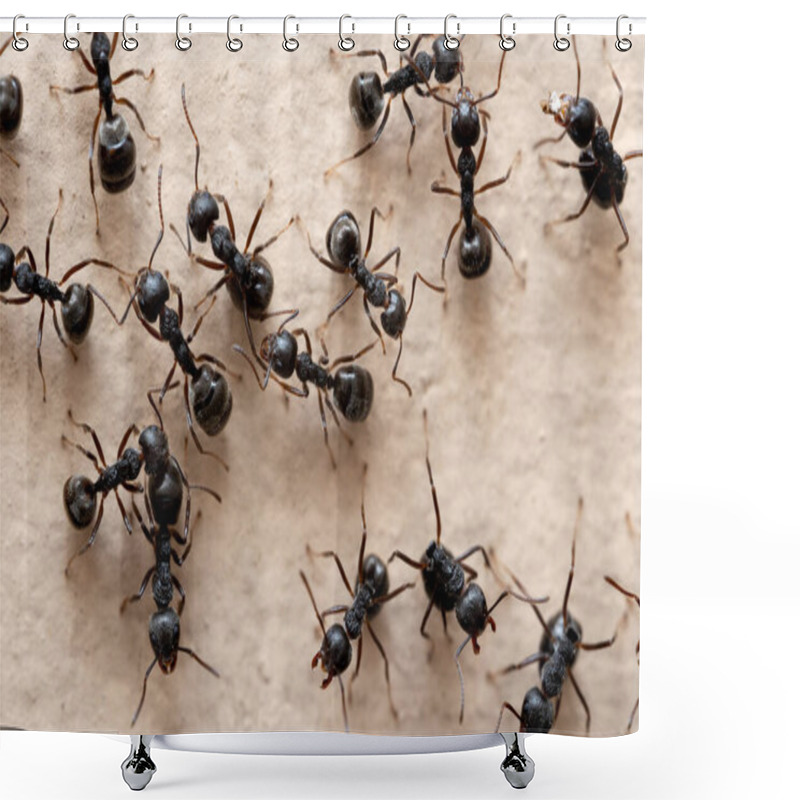 Personality  Macro Photography Of Group Of Black Ants On The Wall. Shower Curtains