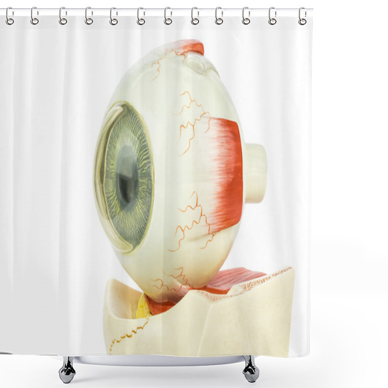 Personality  Artificial Model Of Human Eye Shower Curtains