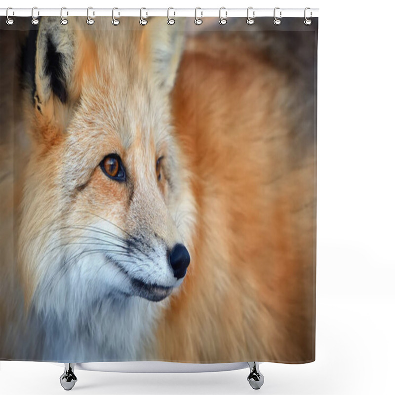 Personality  Red Fox Portrait Shower Curtains