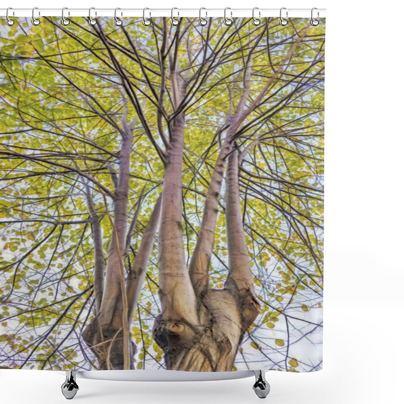 Personality  Autumn Tree And Branches With Yellow Leaves In Nature Shower Curtains