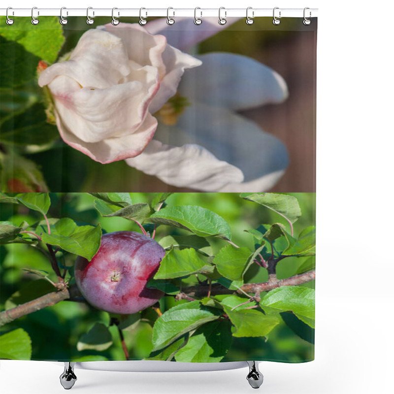 Personality  Close-up Collage Showing An Apple Blossom And A Ripe Red Apple, Capturing Seasonal Growth. Shower Curtains