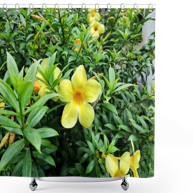 Personality  A Vibrant Yellow Allamanda Flower Blooms Amidst Lush Green Foliage.  Shower Curtains