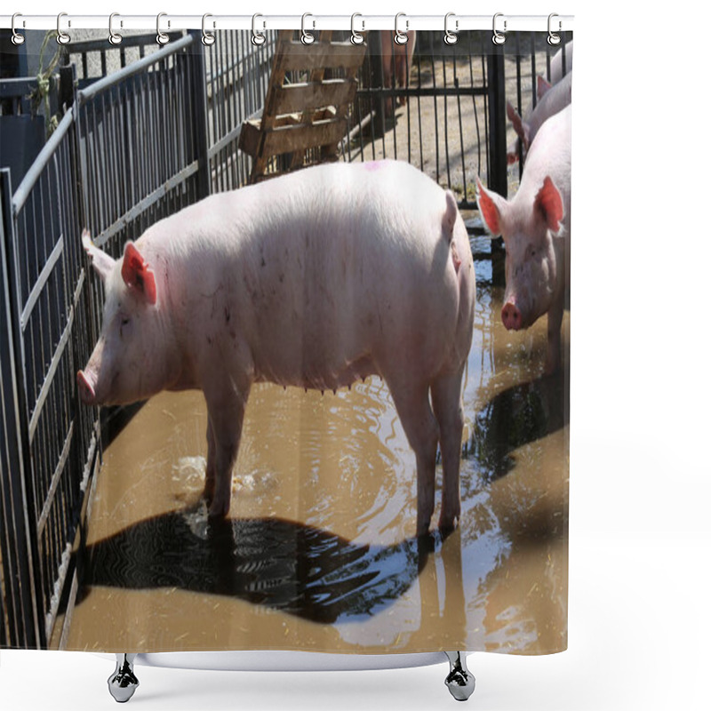 Personality  Headshot Close Up Of A Young Pig Sow At Animal Farm Summertime  Shower Curtains