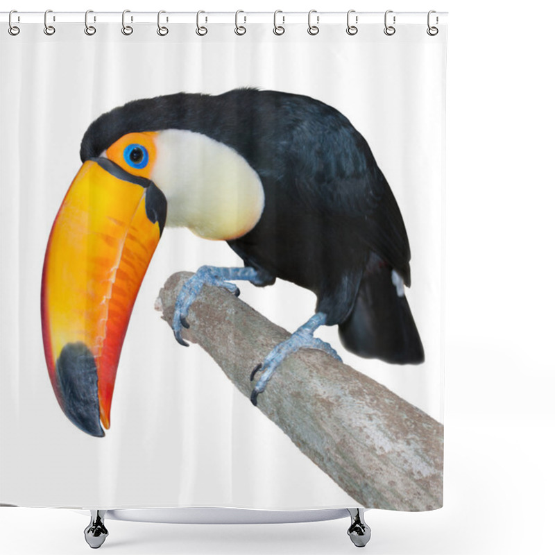 Personality  Curious Toucan Shower Curtains