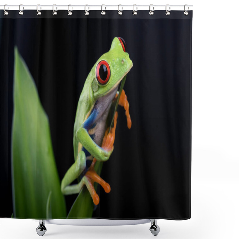 Personality  Red-eyed Tree Frog Isolated In Black Background Shower Curtains