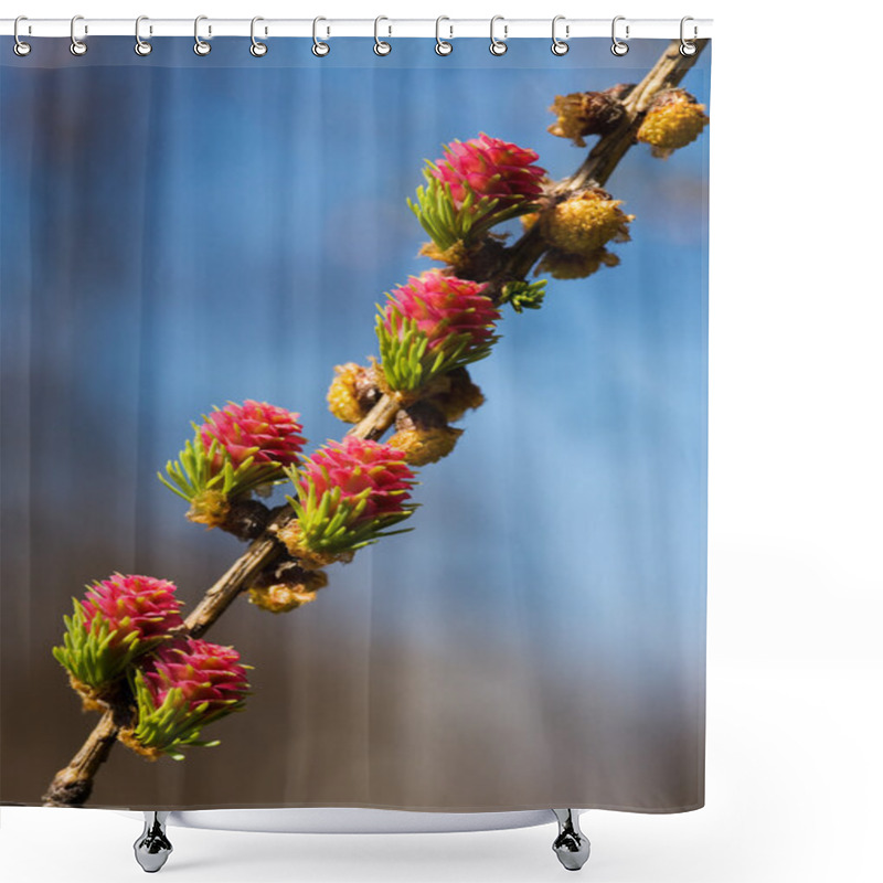 Personality  Blossoming Branch Of A Larch Shower Curtains