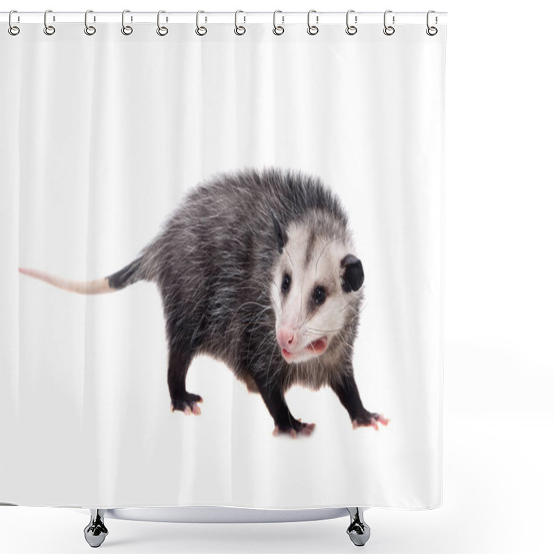 Personality  The Virginia Opossum, Didelphis Virginiana, On White Shower Curtains