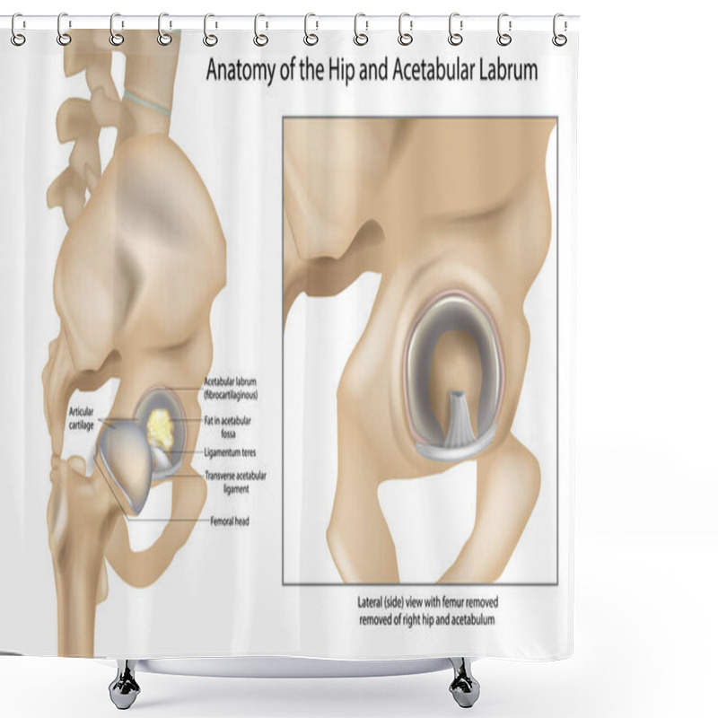 Personality  Anatomy Of The Hip And Acetabular Labrum. Ligamentum Teres And Articular Cartilage. Lateral View With Femur Removed Of Right Hip. Shower Curtains