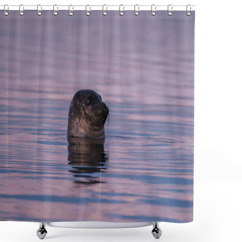 Personality  Harbor Seal Peeking Out Of The Calm Water At Jokusarlon Glacier Lagoon, Southeast Iceland, During A Colorful Evening. Shower Curtains