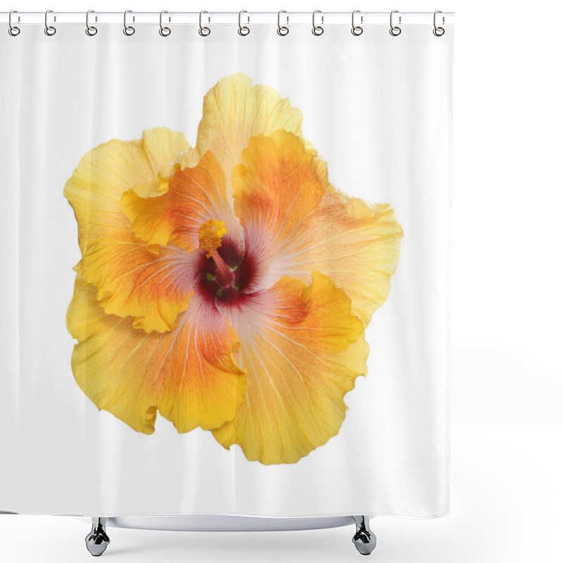 Personality  Hibiscus Flower. The Variety Is Georgia's Pearl. Isolated On White. Shower Curtains