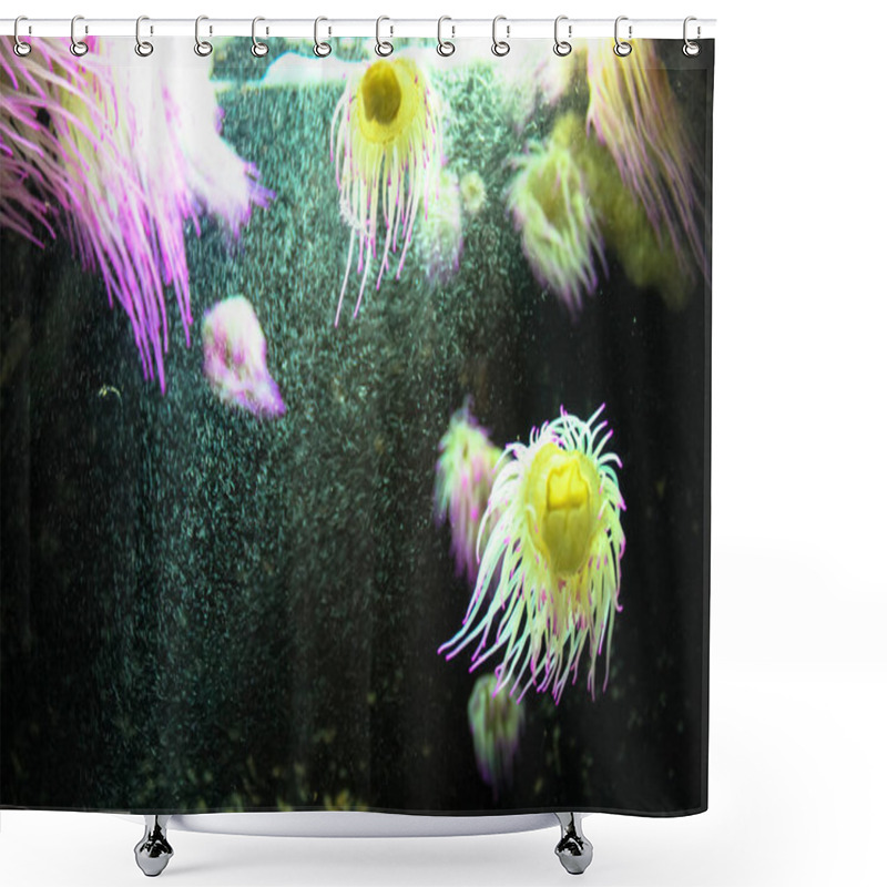 Personality  Pink Yellow Sea Anemones, Marine Predatory Animals Of The Order Actiniaria Swimming In Dark Black Sea Water. Underwater Inhabitants Of The Ocean, Aquarium. Tropical Purple Invertebrate Anemone Moving. Shower Curtains