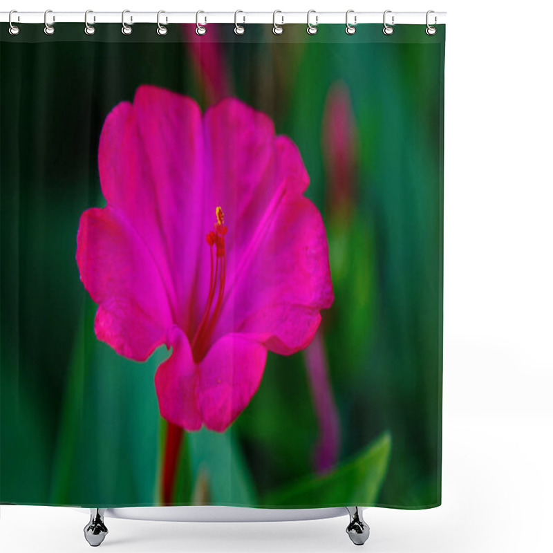 Personality  Beautiful Purple And Yellow Flowers Of Mirabilis Jalapa Or The Four O Clock In Summer Garden. Colorful Floral Background Shower Curtains