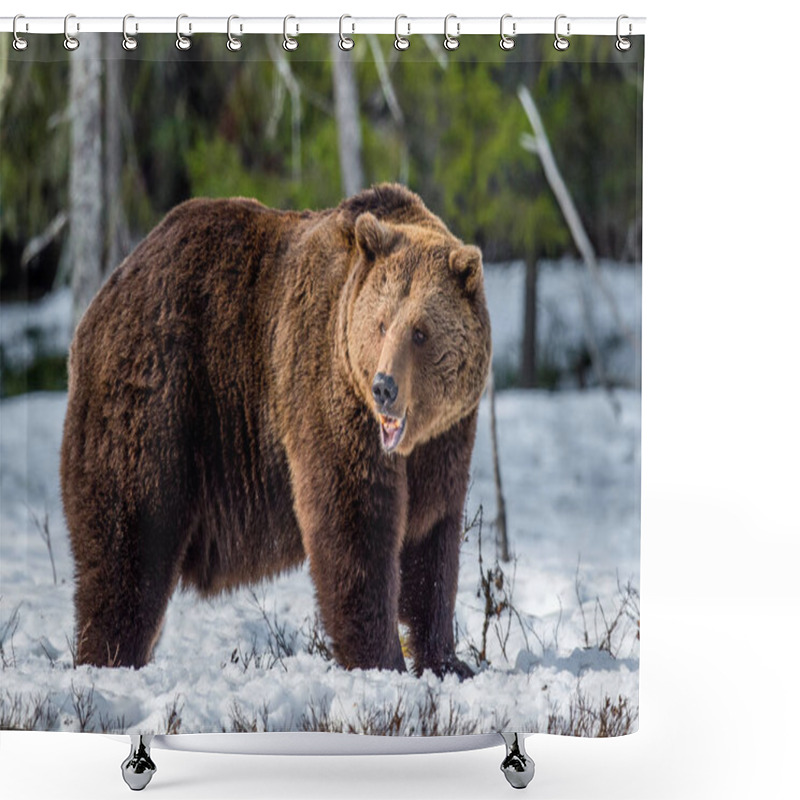 Personality  Wild Adult Brown Bear On The Snow In Early Spring Forest. Scientific Name:  Ursus Arctos. Shower Curtains