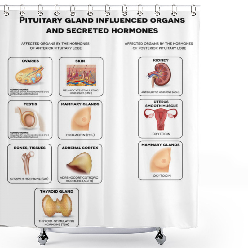 Personality  Pituitary Gland Influenced Organs Shower Curtains