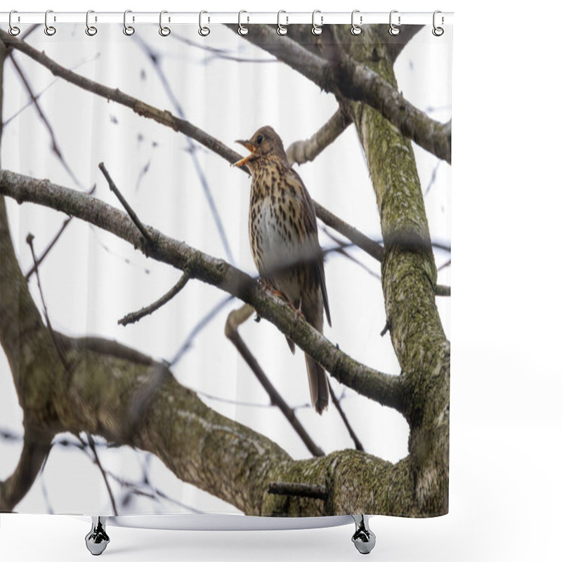 Personality  The Song Thrush (Turdus Philomelos) Eats Insects, Snails, And Berries. Photographed In Father Collins Park, Dublin. Shower Curtains