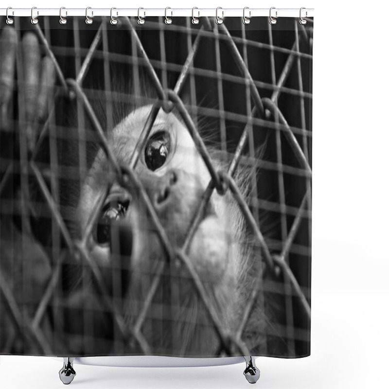 Personality  The Monkey Was Trapped In A Zoo.  Shower Curtains