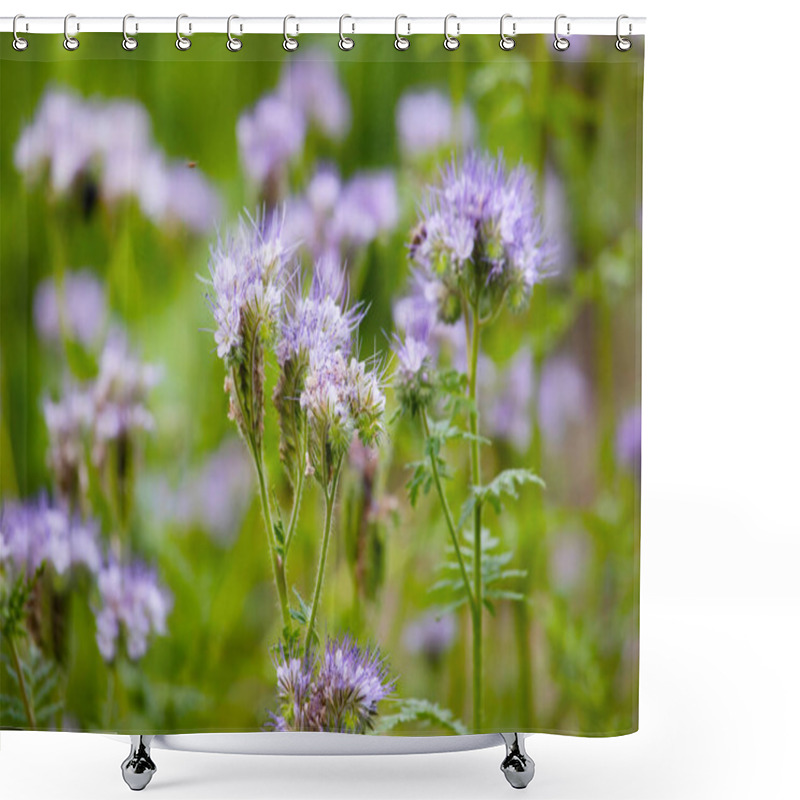 Personality  Phacelia On A Green Blurred Background. Plant For Bees Shower Curtains