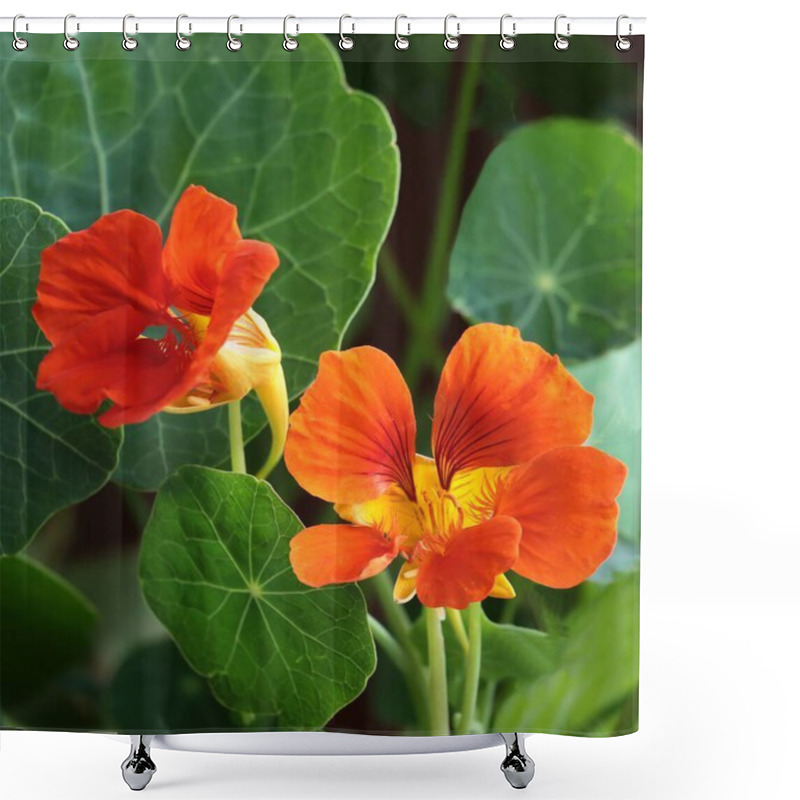 Personality  Nasturtium - Tropacolum Flowers And Green Round Leaves Close Up Shower Curtains