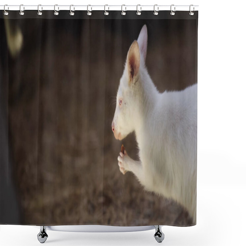 Personality  white baby kangaroo eating vegetable in zoo  shower curtains