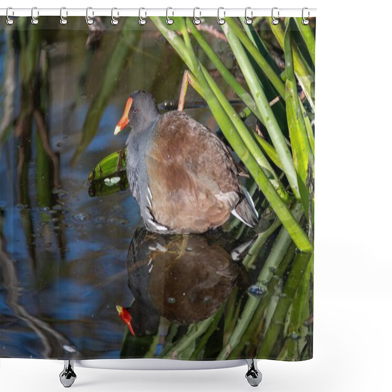 Personality  Common Moorhen - Gallinula Chloropus - In Green Cay Nature Center Wetlands In Boynton Beach, Florida., Shower Curtains