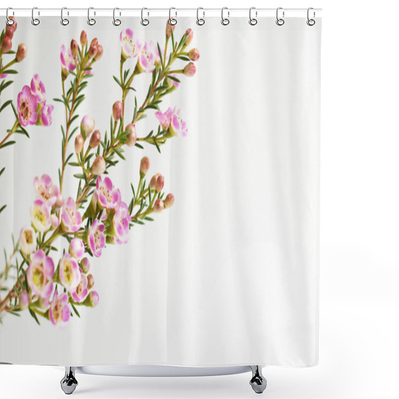 Personality  Australian Native Wild Flower Pastel Pink Geraldton Wax Chameleucium Uncinatum Isolated On White Background, Violet Floral Background, Wedding Decoration, Springtime, Botany Shower Curtains