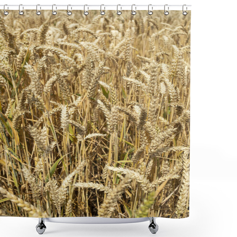 Personality  Value Of Grain Crops For Humanity. Agriculture. Large Ears Of Wheat Close-up On The Field. Before The Harvest., Grain Crops, Farming. Good Harvest. Mother Earth Shower Curtains