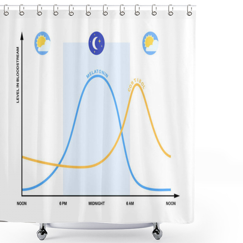 Personality  Circadian Rhythm Infographic Poster. Melatonin And Cortisol Are Produced In Human Brain. Colorful Diagram Of Circadian Cycle. Night Day Life Balance. Sleep Wake Cycle Chart Flat Vector Illustration. Shower Curtains