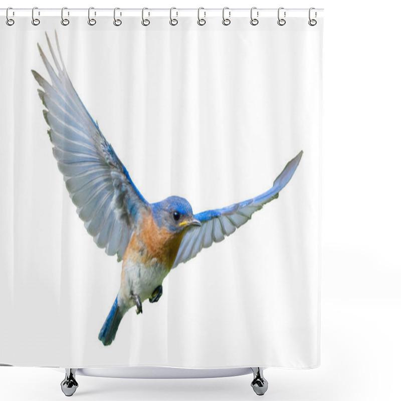 Personality  Male Eastern Bluebird - Sialia Sialis - In Flight Showing Wing Expanded Shower Curtains