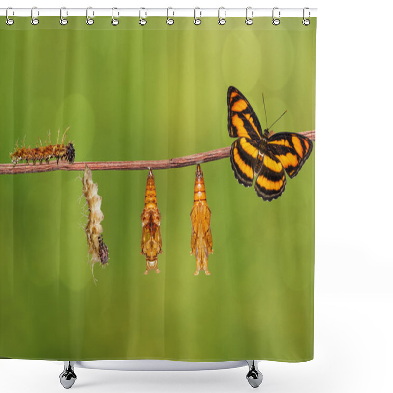 Personality  Life Cycle Of Colour Segeant Butterfly Hanging On Twig Shower Curtains