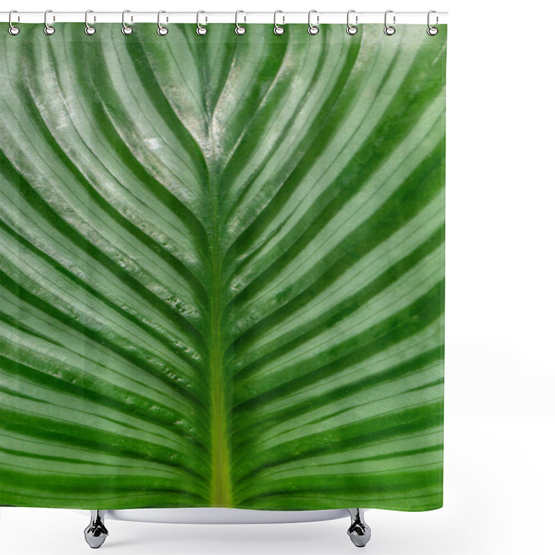 Personality  Natural Pattern Of Abstract Lines Of Bright Green Leaves Of The Calathea Orbifolia Plant, With Delicate White Stripes Close-up.Photo Wallpaper. The Subtle Beauty Of Unusual Designs In The Flora Shower Curtains