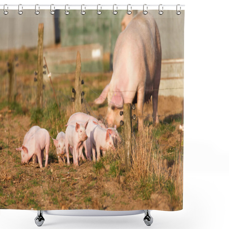 Personality  Piglets On A Walk Outside The Fence Of A Free-range Management Shower Curtains