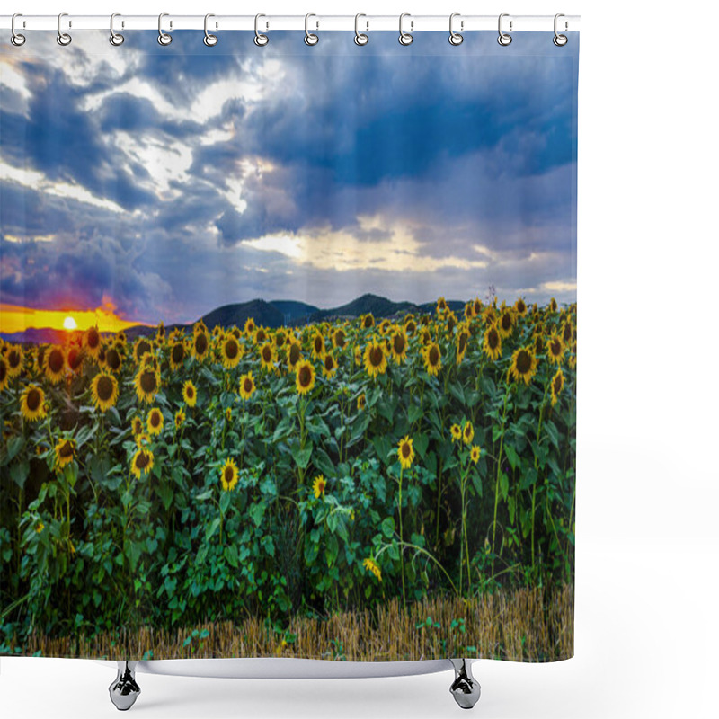 Personality  Sunflowers Ripening On Summer Field Shower Curtains