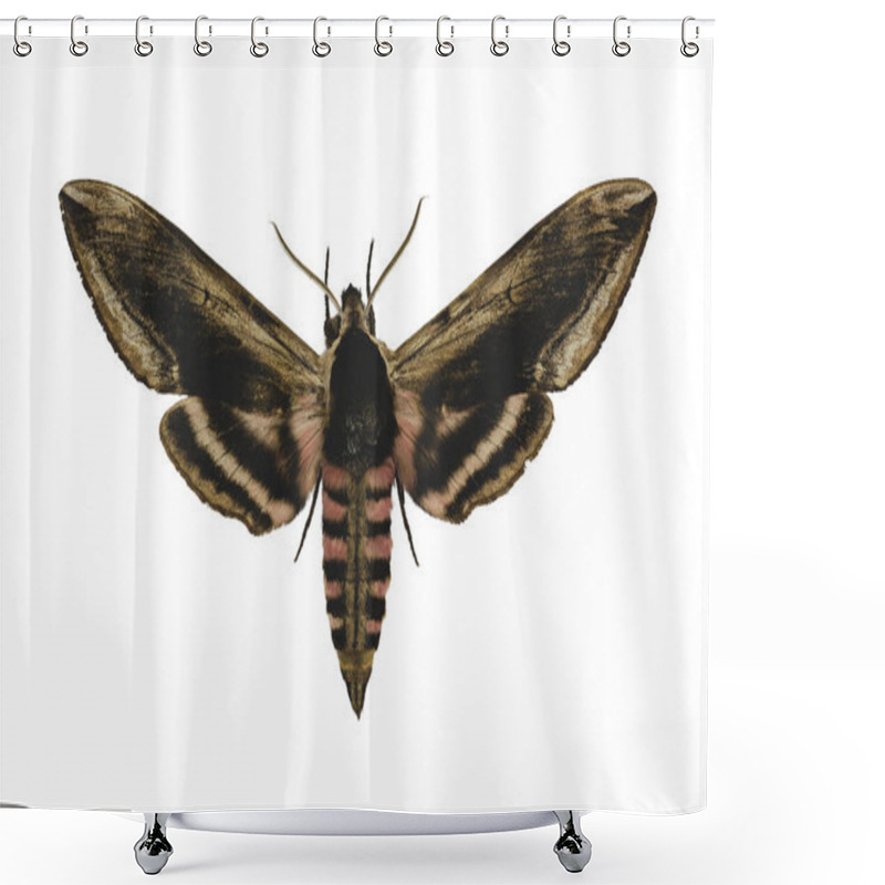 Personality  Privet Hawk Moth (Sphinx Ligustri L.) Isolated On White Background Shower Curtains