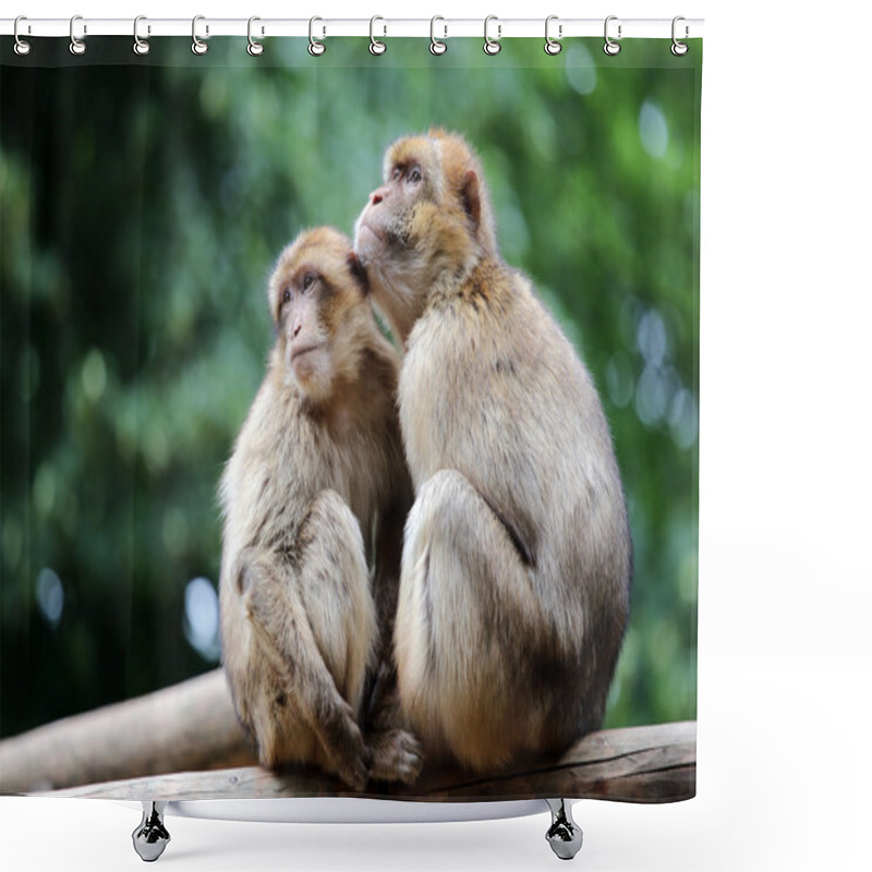 Personality  Berber Monkeys On The Tree Shower Curtains