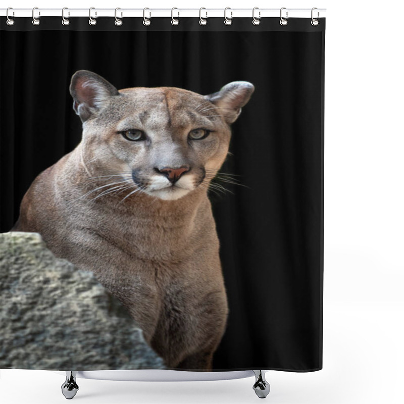 Personality  Portrait Of A Cougar, Mountain Lion, Puma On Black Background Shower Curtains