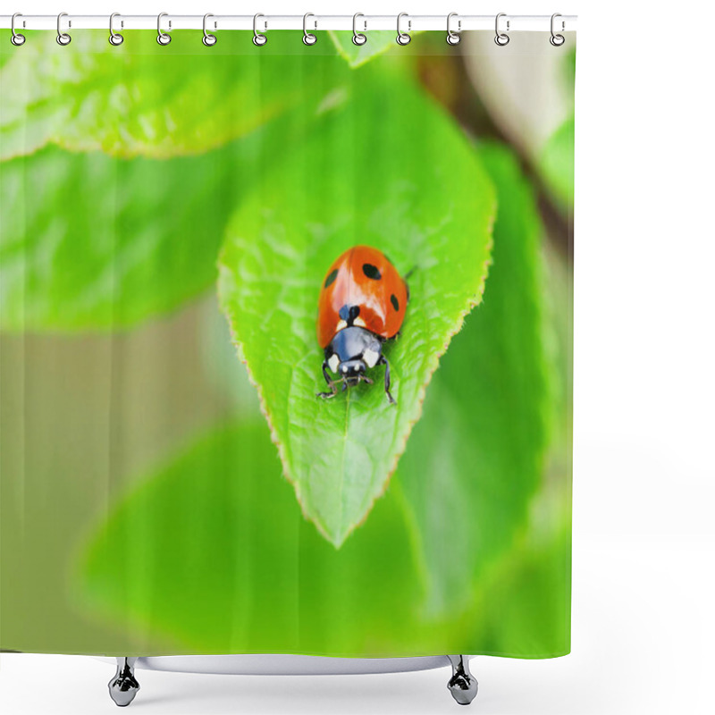 Personality  Ladybug On Green Leaves Shower Curtains