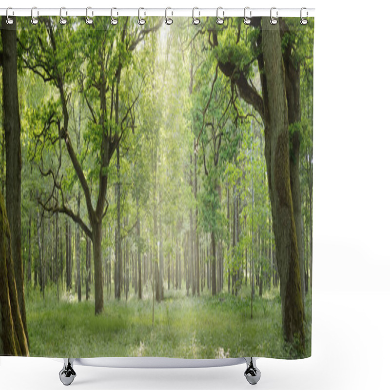 Personality  Deciduous Forest (public Park) On A Clear Summer Day. Mighty Trees, Moss, Green Plants. Pure Sunlight, Sunbeams. Idyllic Landscape. Nature, Ecology, Environment, Hiking, Ecotourism, Recreation Shower Curtains