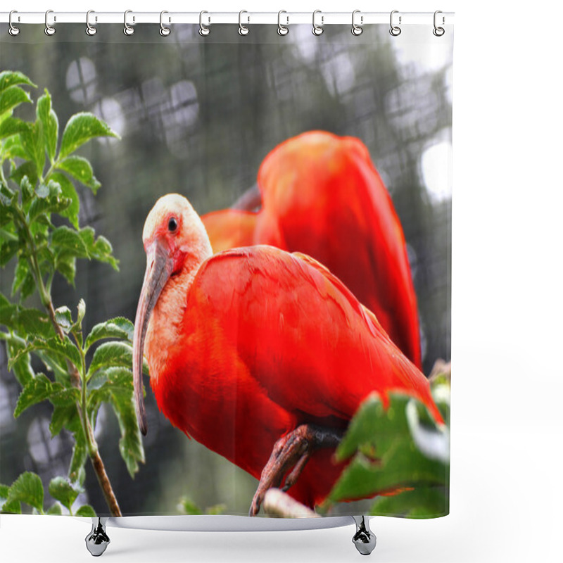 Personality  Red Ibis Bird With Very Vivid Plumage Shower Curtains