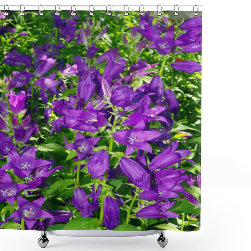 Personality  Campanula Bellflowers Floral Background Shower Curtains