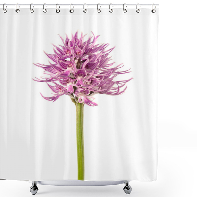 Personality  Naked Man Orchid Flowers - Orchis Italica Shower Curtains