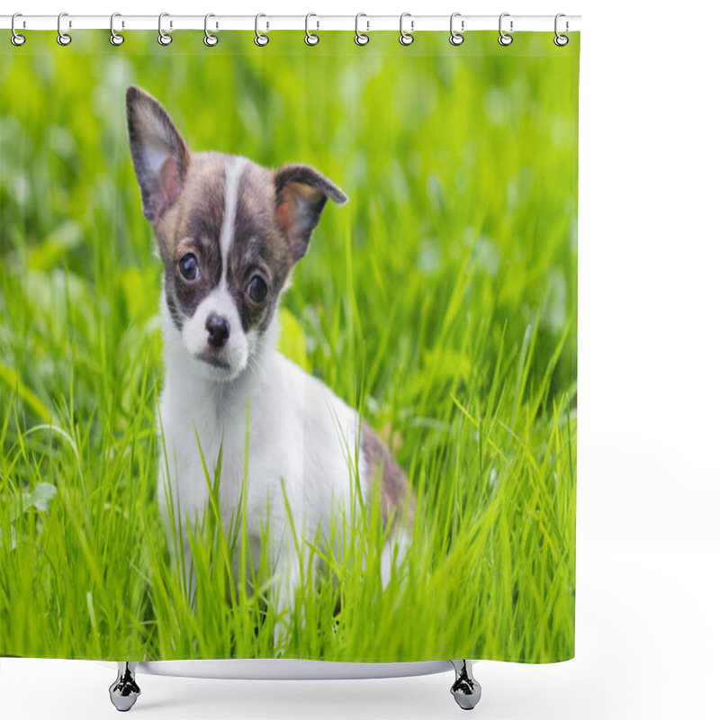 Personality  Puppy Chihuahua Shower Curtains