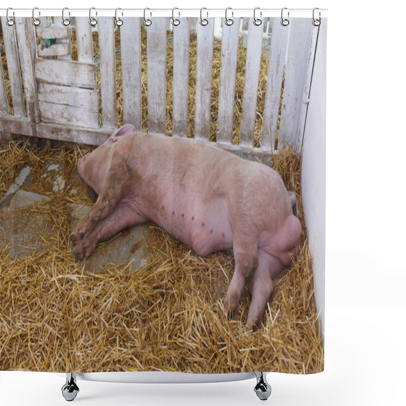 Personality  Dead Pig Shower Curtains