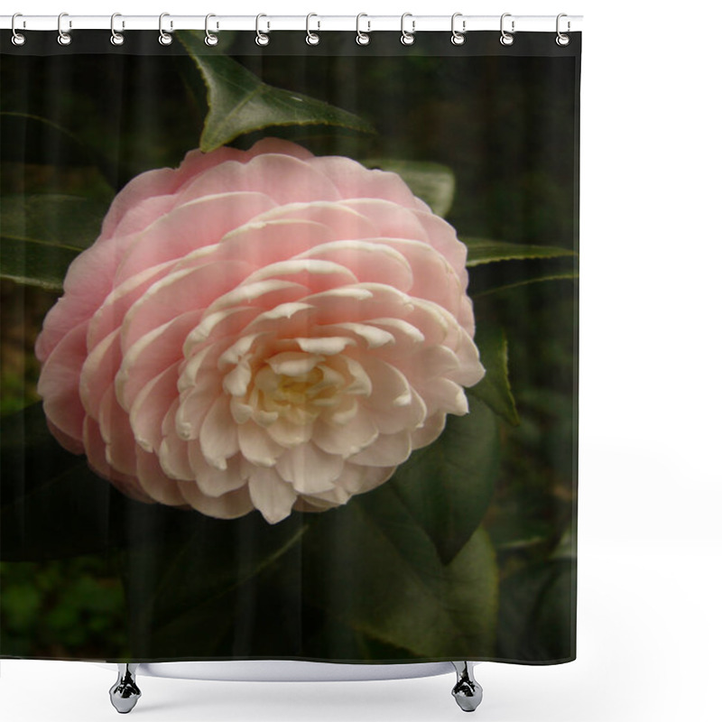 Personality  A Vertical Shot Of Light Pink Camellia Flower Shower Curtains