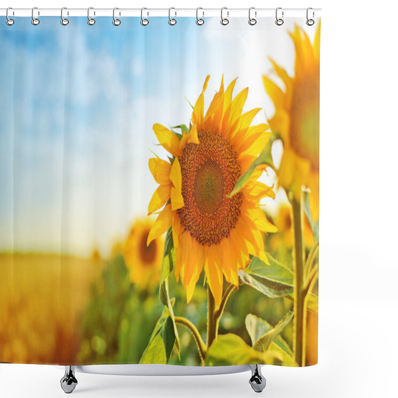 Personality  Sunflowers In The Field Shower Curtains